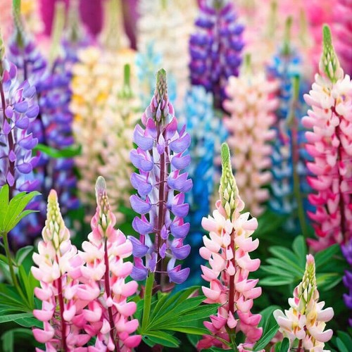 Pixie delight lupine - lupine, |
